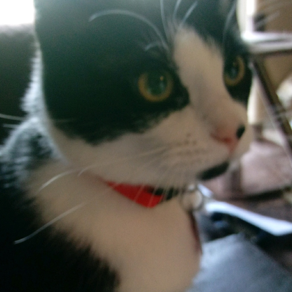 Meet your Posher, Bonny